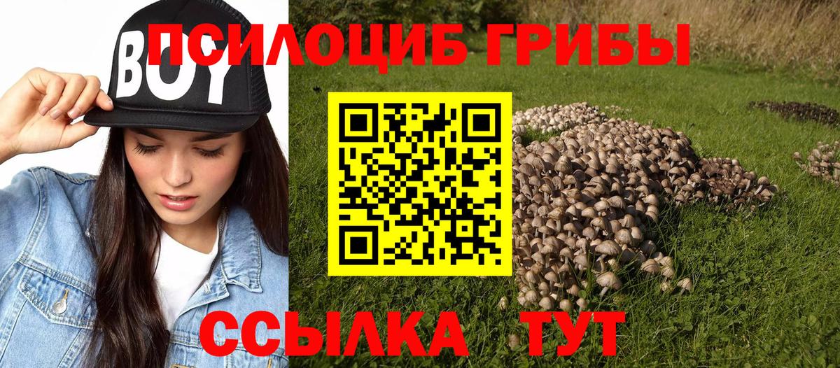 Псилоцибиновые грибы Psilocybine cubensis Лесной